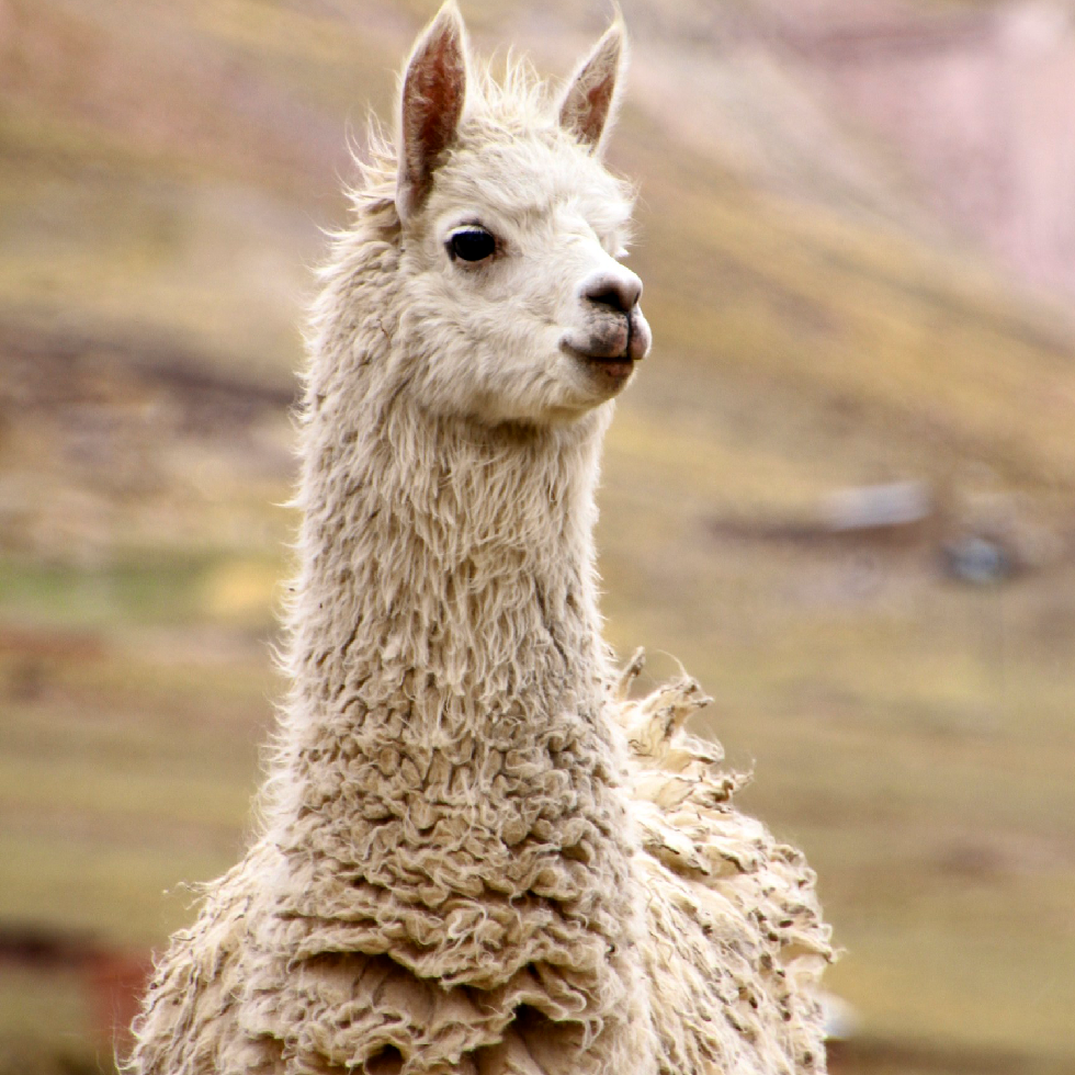 about_alpaca