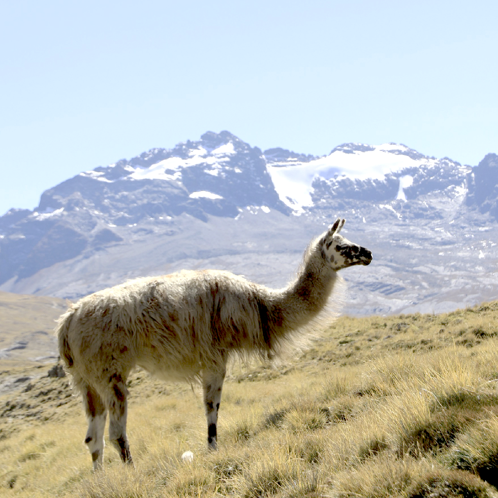 about_llama
